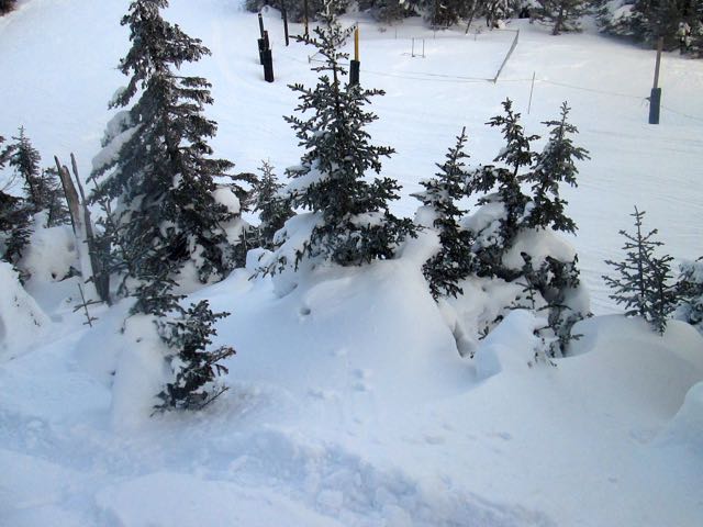Snow Drifted Trees.jpg